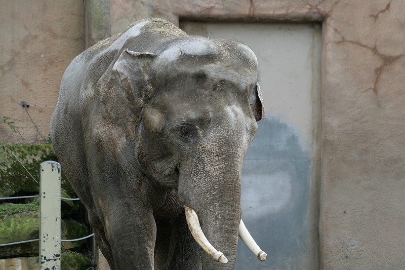 Fotoclubje Blijdorp 2008-36.jpg